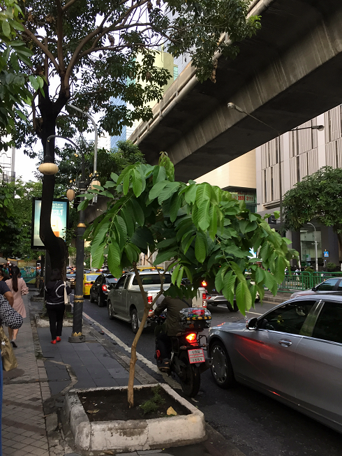 silom.png